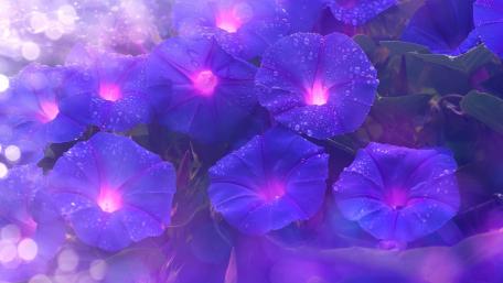 Vibrant Morning Glory Blooms Displaying Nature's Beauty wallpaper