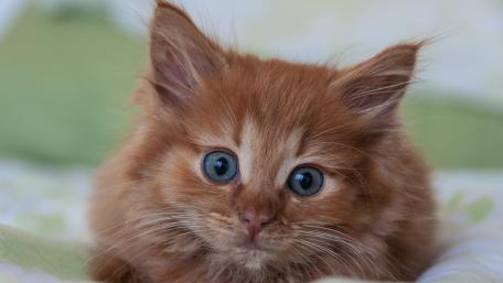 Adorable Red Kitten with Bright Blue Eyes wallpaper