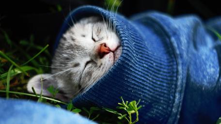 Cozy Kitten Snuggled in a Sweater wallpaper
