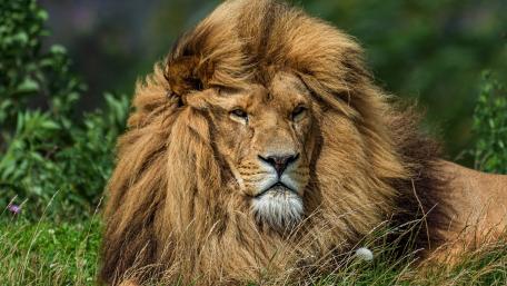 Majestic Lion Resting in Nature wallpaper
