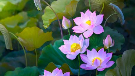 Elegant Pink Lotus Blossoms in Tranquil Pond Scene wallpaper