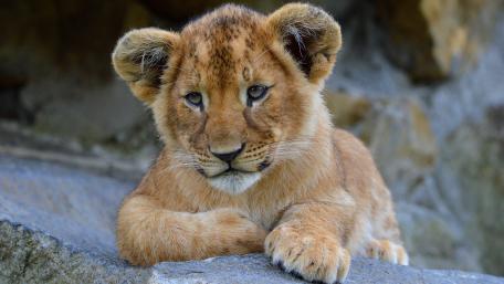 Adorable Lion Cub Relaxing on a Rock wallpaper