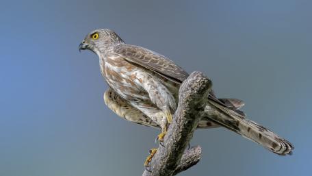 Majestic Shikra Perched in the Wild wallpaper