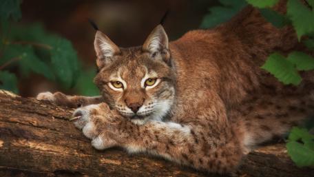Majestic Lynx Relaxing in Nature wallpaper