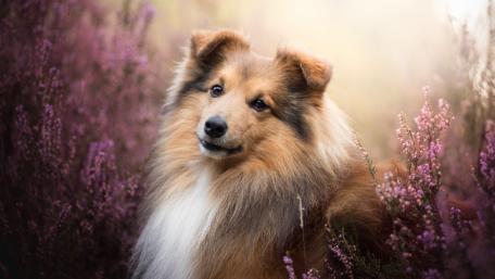 Beautiful Sheltie in a Floral Landscape wallpaper