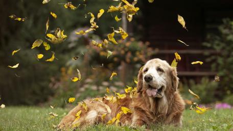 Golden Retriever Enjoying Nature's Bounty wallpaper