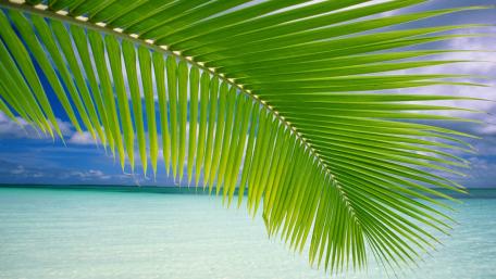 Tropical Serenity with Palm Fronds Above the Sea wallpaper