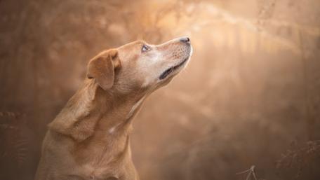 Golden Dog in Serene Nature Setting wallpaper