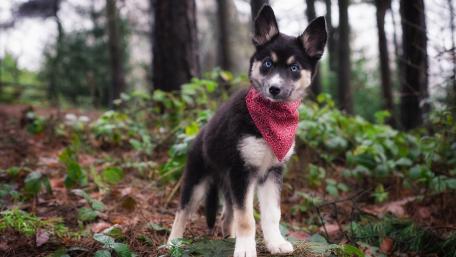 Cute Puppy in a Forest Setting wallpaper