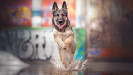 Joyful German Shepherd Splashing Through Puddles wallpaper