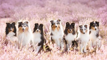 Shelties in Blooming Lavender Fields wallpaper