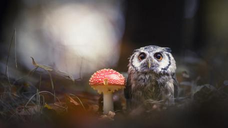 Charming Owl Beside Red Mushroom wallpaper