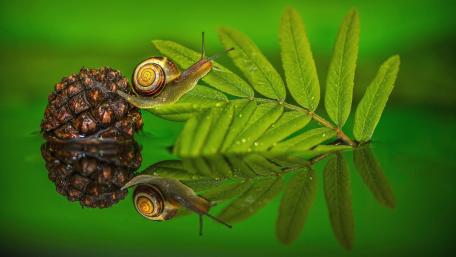 Gentle Snail on Pinecone Reflection wallpaper