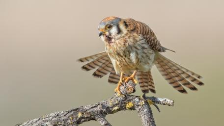 Majestic American Kestrel in Action wallpaper