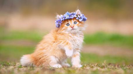 Fluffy Feline in Floral Splendor wallpaper