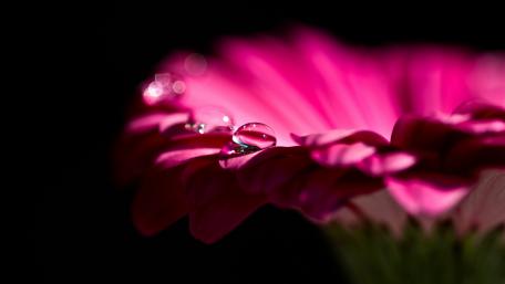 Vibrant Pink Flower with Dew Drops wallpaper
