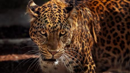 Jaguar in the Wild wallpaper