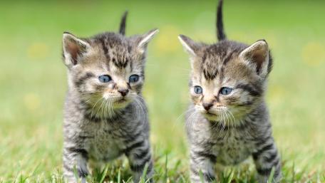 Adorable Kittens Playing in Green Grass wallpaper