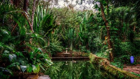 Tranquil Garden Pond Reflection in Nature Scene wallpaper