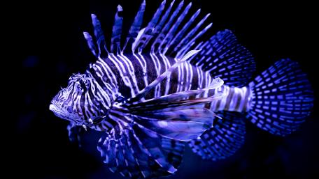 Majestic Lionfish in Deep Waters wallpaper