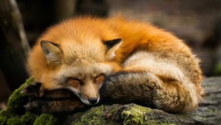 Sleeping Fox in Tranquil Forest Scene wallpaper