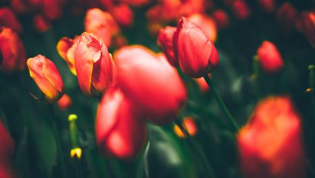 Vibrant Red Tulips in Blooming Spring Garden wallpaper