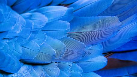 Blue feathers wallpaper