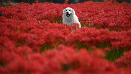 Joyful Dog in a Vibrant Red Field of Flowers wallpaper