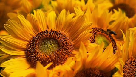 Radiant Fields of Sunflowers Flourishing in Golds and Greens wallpaper
