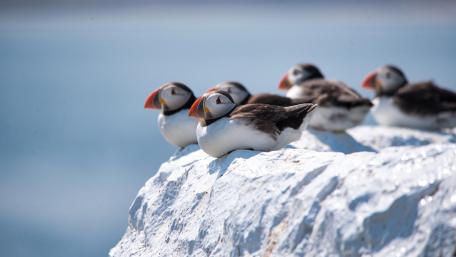 Puffins Relaxing on a Coastal Rock Shelf wallpaper