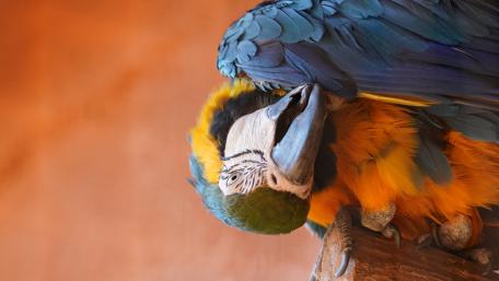 Bird wallpaper
