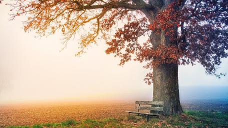 Tranquil Autumn Retreat wallpaper