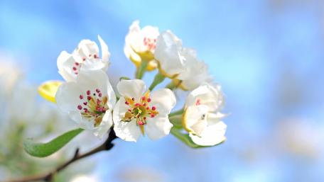 Blossoming Beauty in Springtime Sky wallpaper