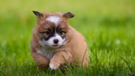 Adorable Puppy Playing in the Grass wallpaper
