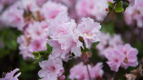 Delicate Pink Blooms in 4K wallpaper