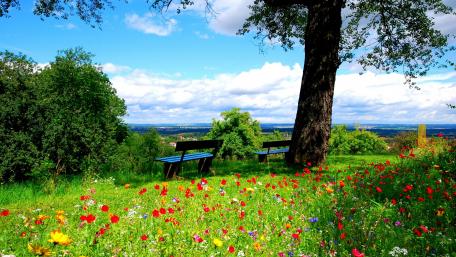 Serenity in Nature's Embrace wallpaper