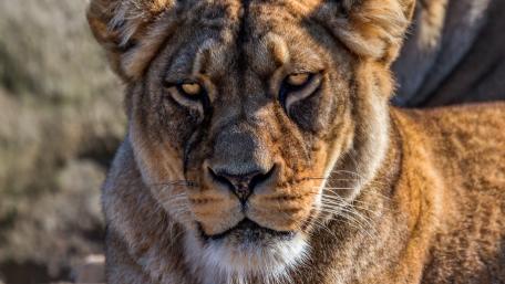 Majestic Lioness in Stunning Detail wallpaper