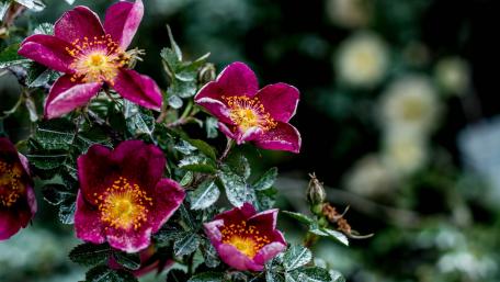 Vibrant Blooms of Nature's Beauty wallpaper