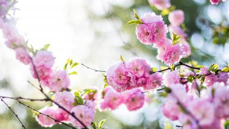 Blossoming Pink Flowers in Spring Sunlight wallpaper