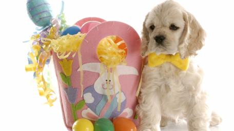 Adorable Cocker Spaniel Puppy Ready for Easter Fun wallpaper