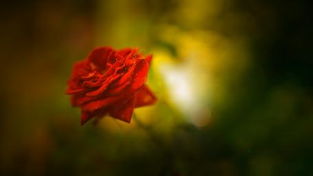 Radiant Red Rose in a Dreamy Blur wallpaper