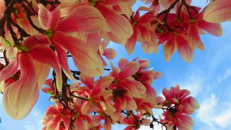 Magnolia blossom wallpaper