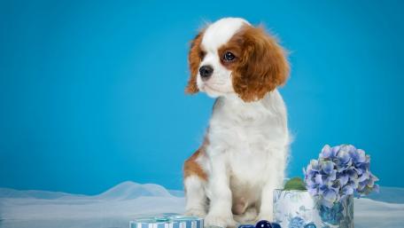 Cavalier King Charles Spaniel puppy wallpaper