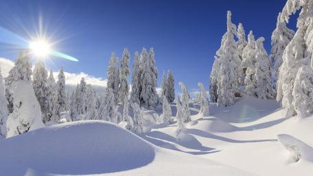 Winter Wonderland Under Bright Sunlight wallpaper