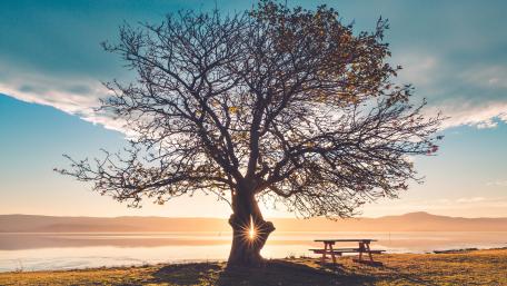 Solitude in Autumn Splendor wallpaper