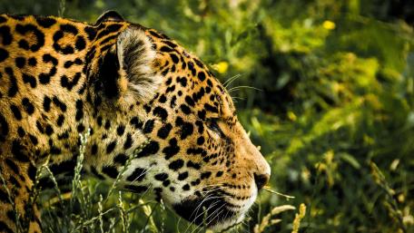 Majestic Jaguar in Nature wallpaper