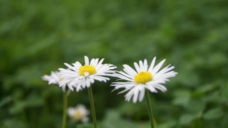 Daisies wallpaper