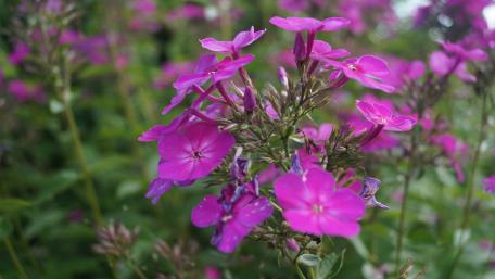 Vibrant Purple Wildflowers in Bloom wallpaper