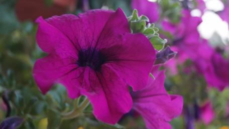 Vibrant Petunias in Full Bloom wallpaper