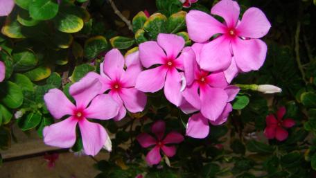 Radiant Display of Pink Blossoms wallpaper